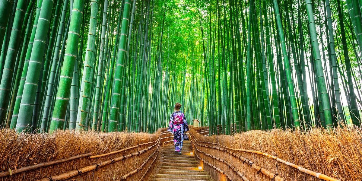 Person walking through a lush bamboo forest path.